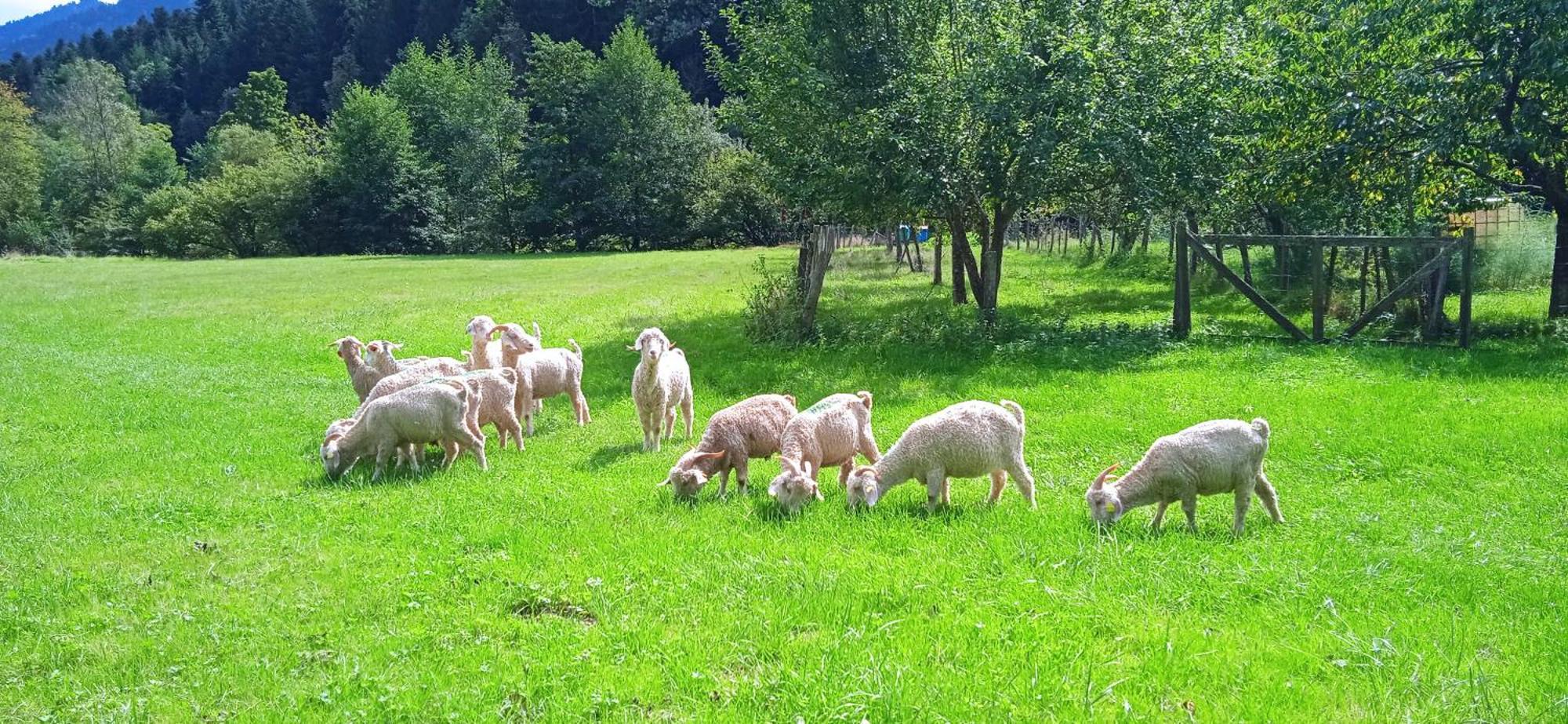 Au Mohair Des Alpy Fougax-et-Barrineuf Εξωτερικό φωτογραφία